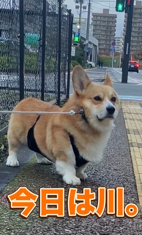 譲る気ゼロ