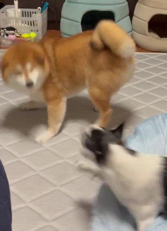 ワンプロが始まった