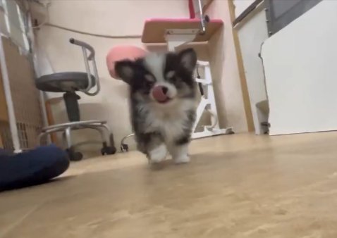 懸命