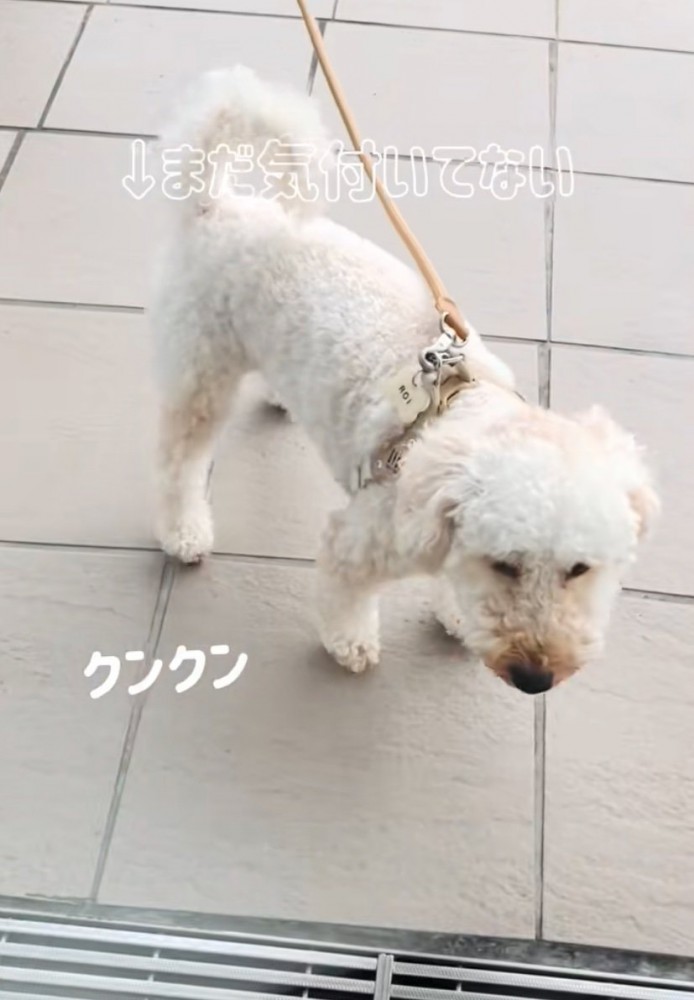 散歩中の犬