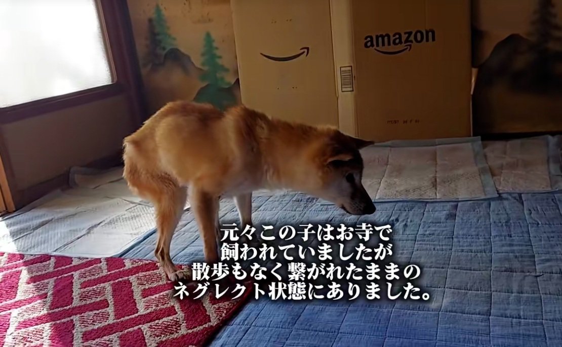 ネグレクトだったクッキーちゃん
