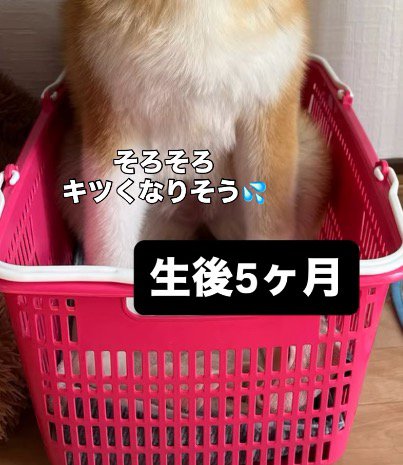 子犬に入られてスペースが狭くなったカゴに