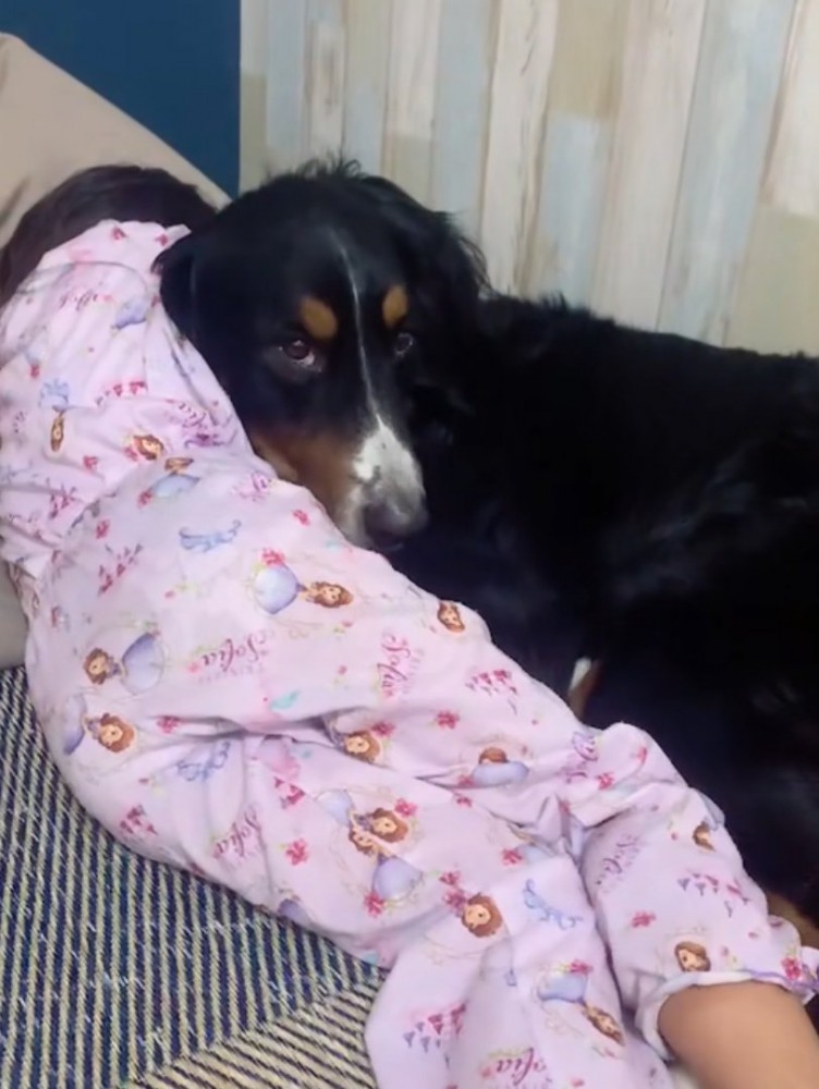 上目遣いで見つめる犬