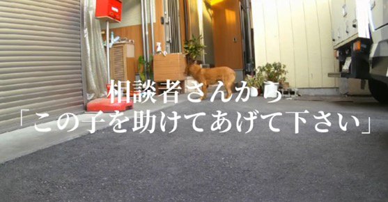 住宅に迷い込んだ犬