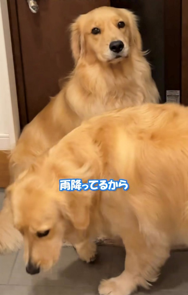 カメラを見つめる犬のアップ