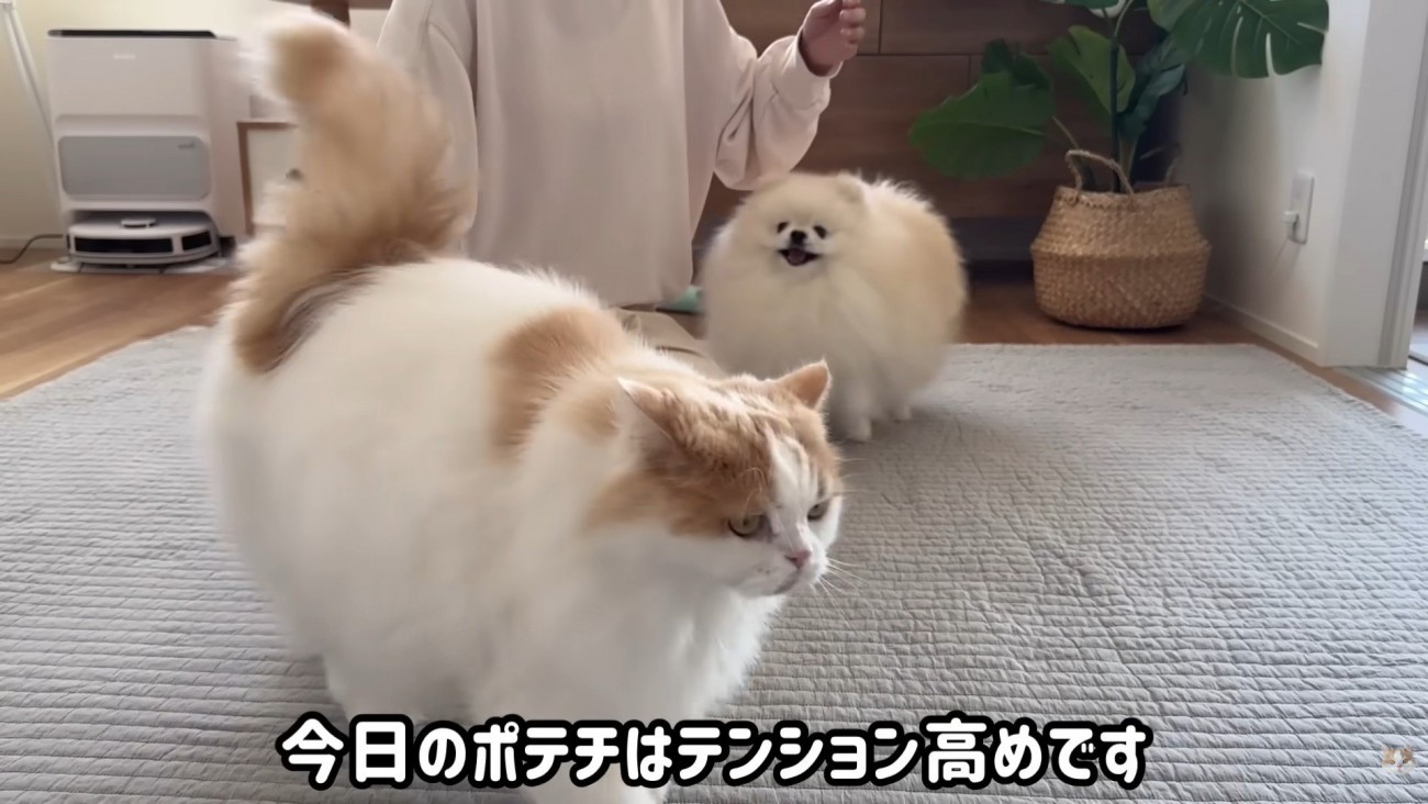 怒られたポテチくん