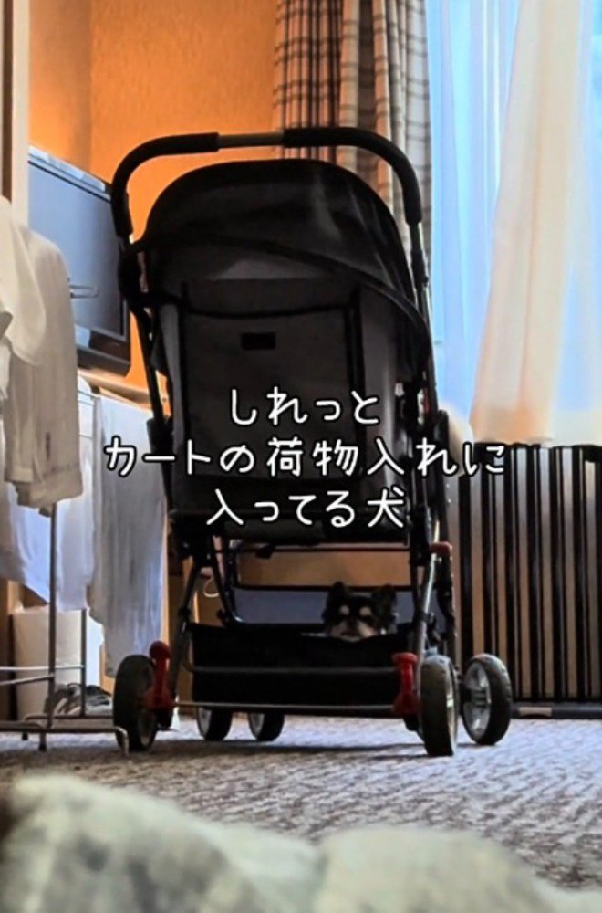 カートの中に入ってくつろぐ黒いチワワ