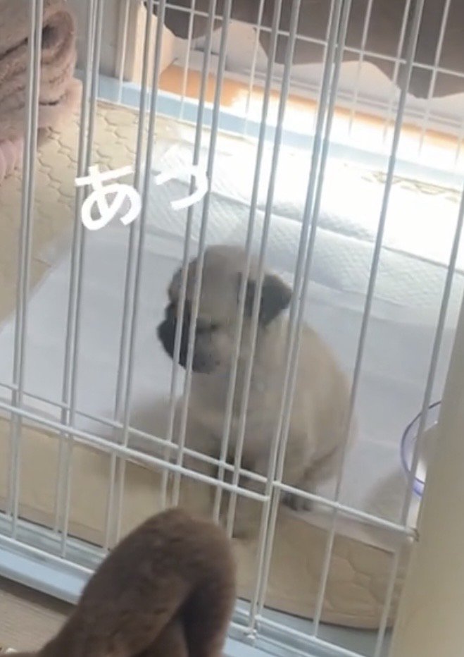 顔を上げる犬