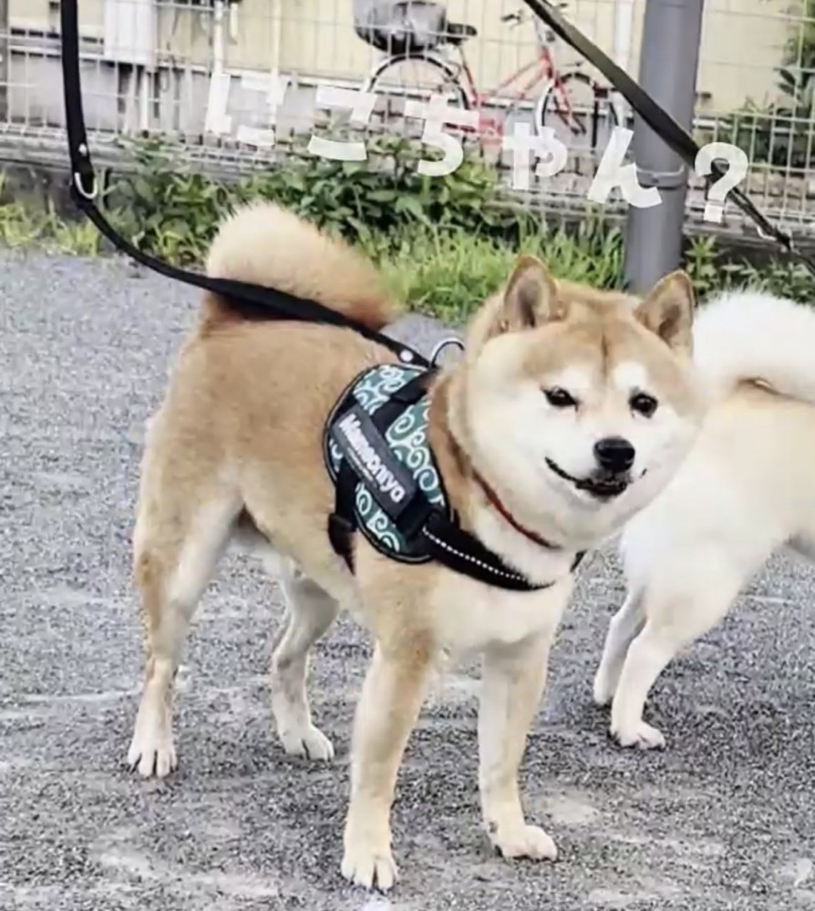 声に反応する犬