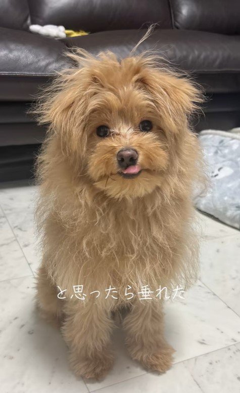 ポコくんの耳の変化6