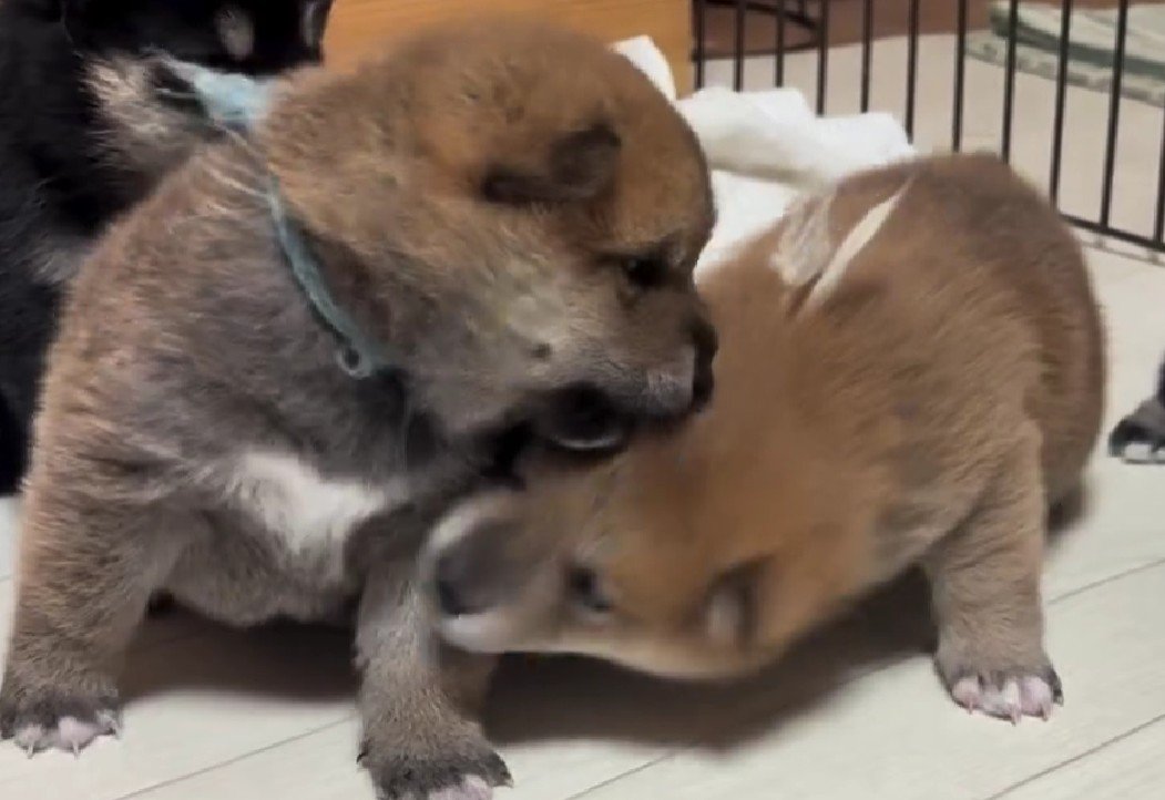 すくすく成長しますように！