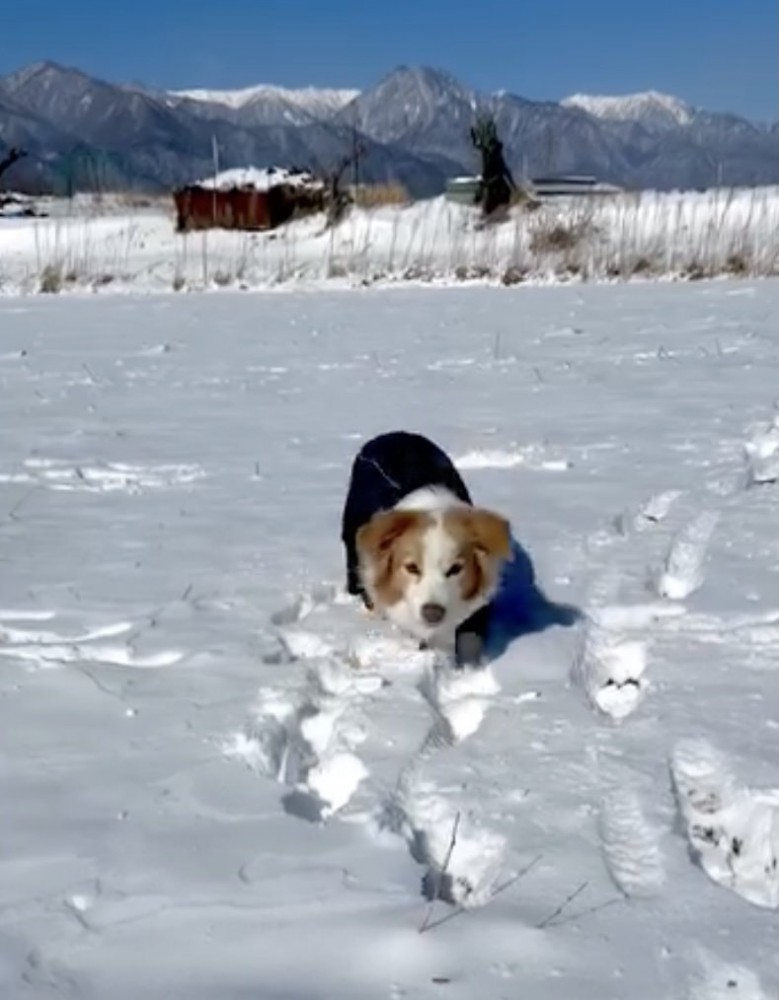 雪玉を狙うのあさん