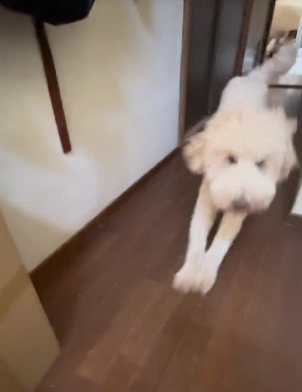 全身で喜ぶ姿にホロリ…