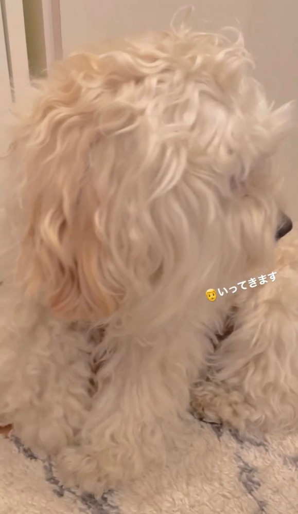 背中越しにドアを見つめる犬