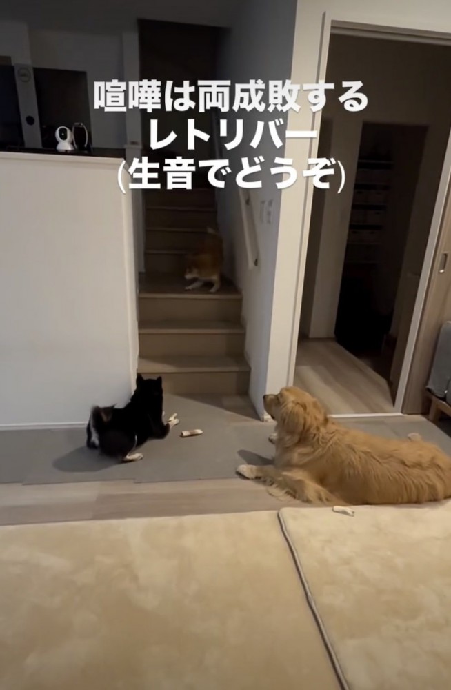 「柴の乱」の予感…