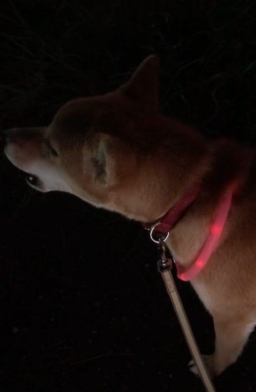 遠吠えする柴犬