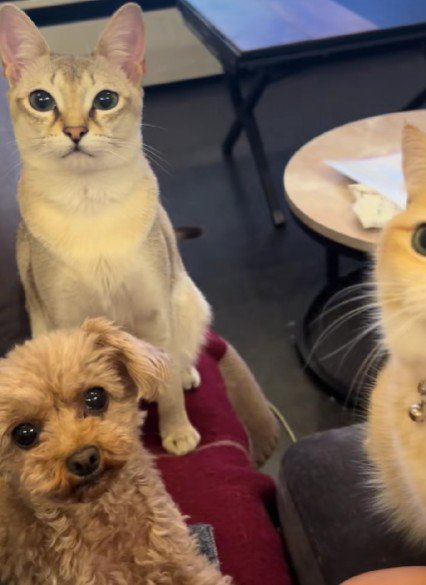 視線が痛い…！