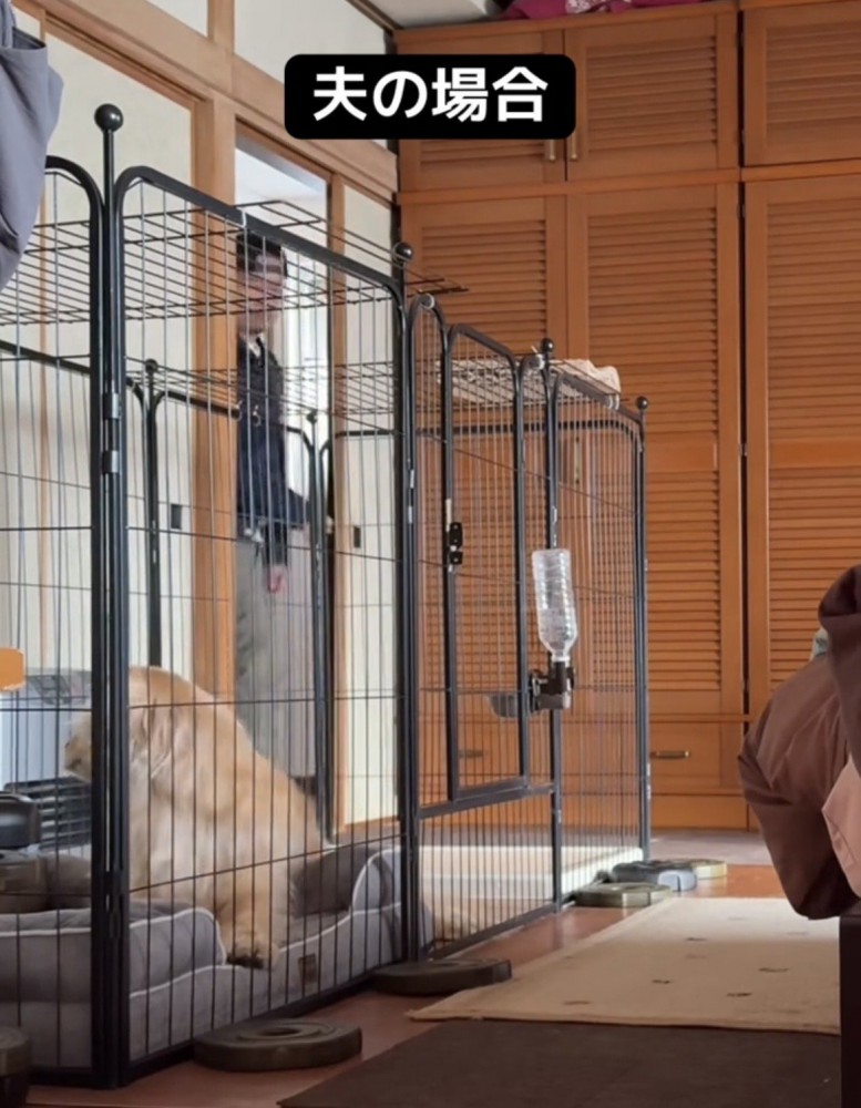 入ってきた人を見る犬