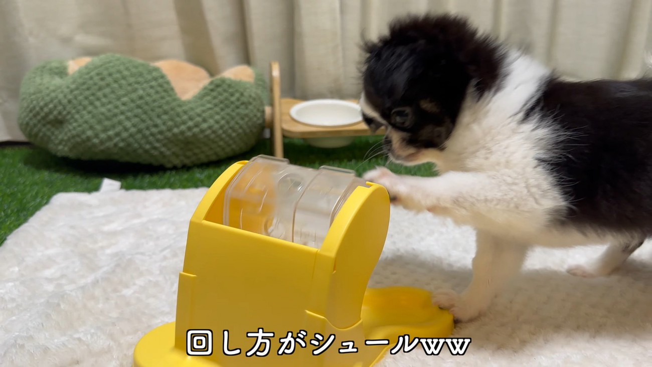 知育おもちゃで遊ぶピノちゃん＆パルムちゃん9