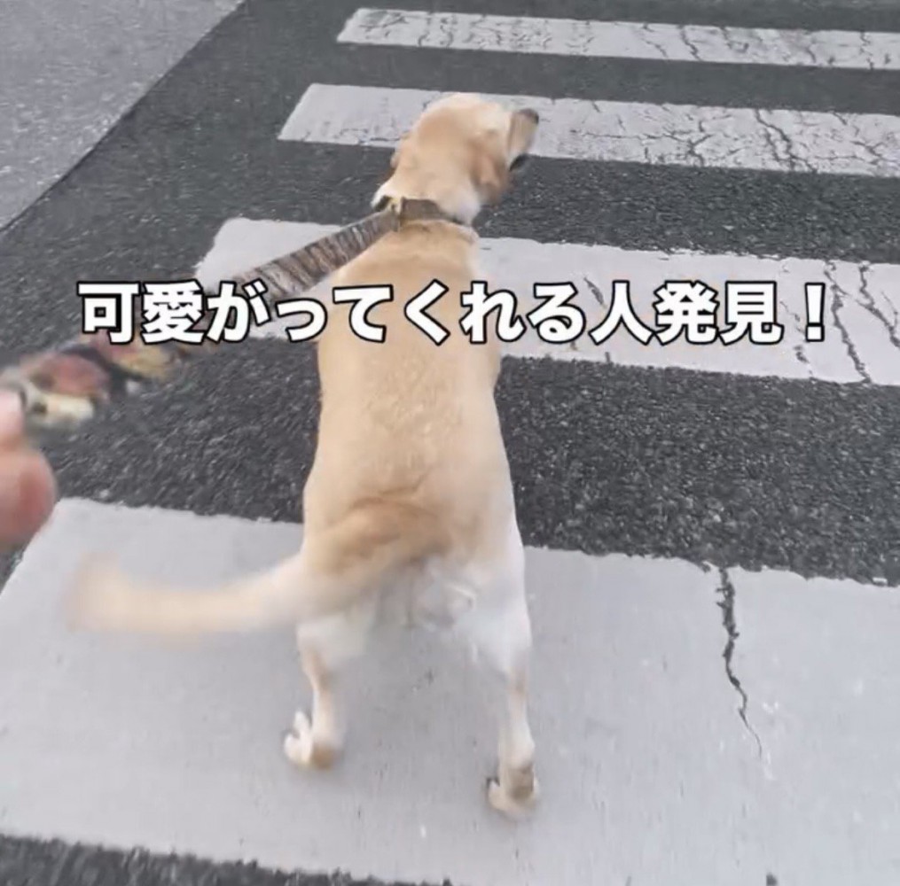 横断歩道を進む犬