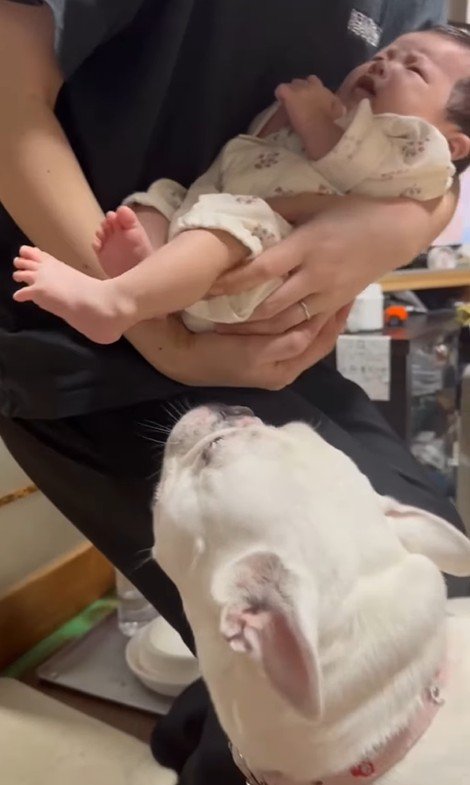 コロちゃんと赤ちゃんの初対面4