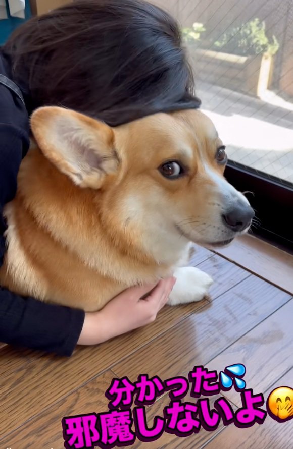 引き下がる飼い主さん