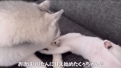 くぅちゃんを離さないりりたん