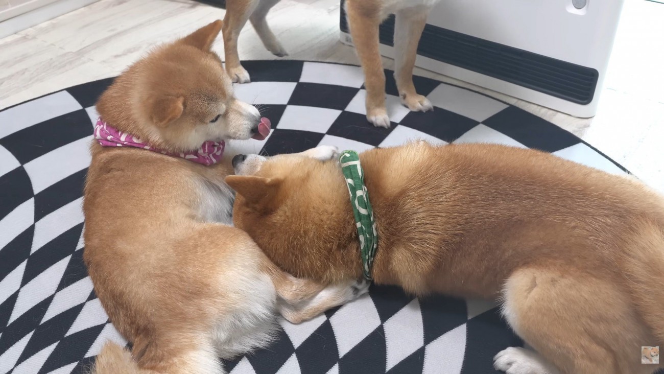 全く動じない幾三くん