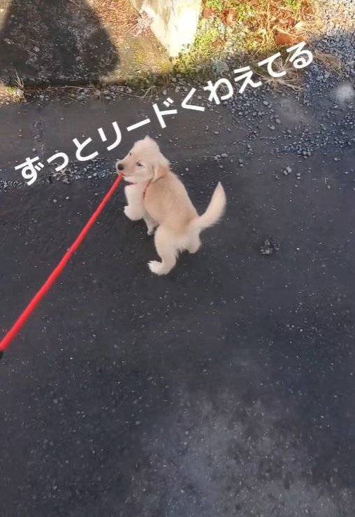 「こっちに行く」と主張