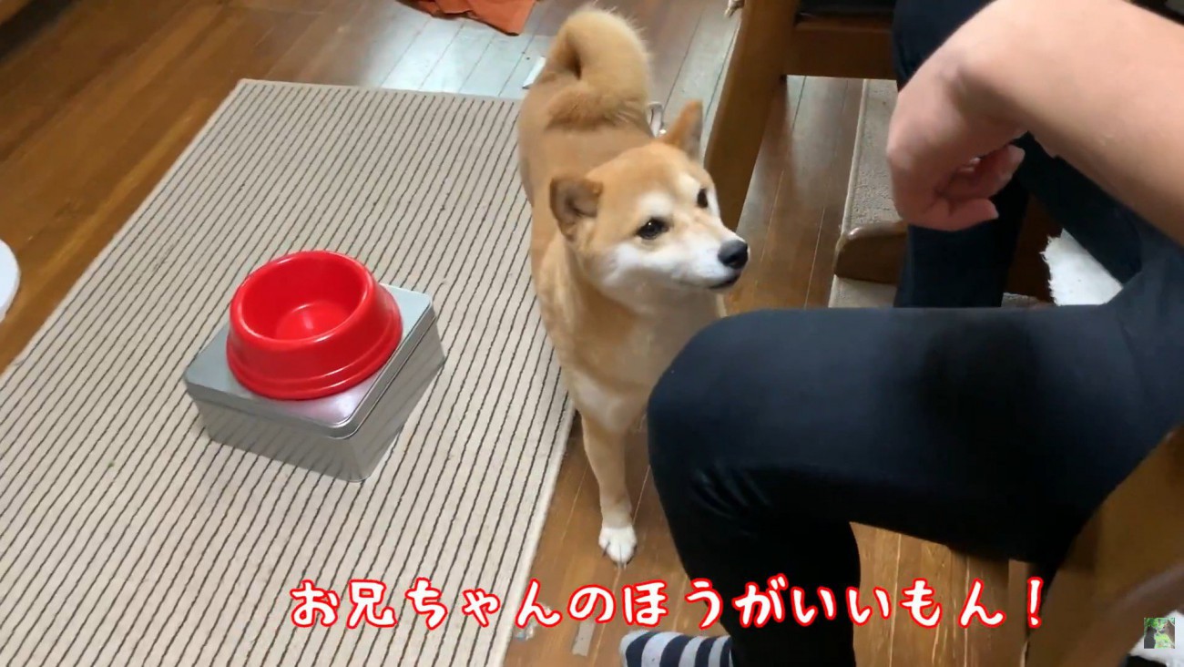 お兄ちゃんにベッタリ