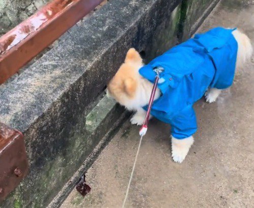 橋の隙間から川を眺める犬