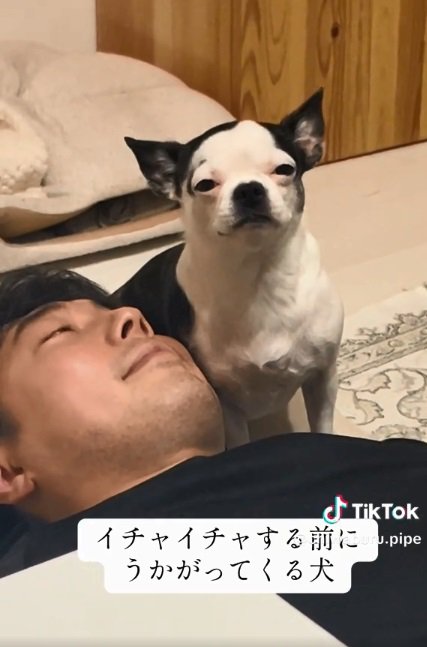 ピペちゃんを見るパパ