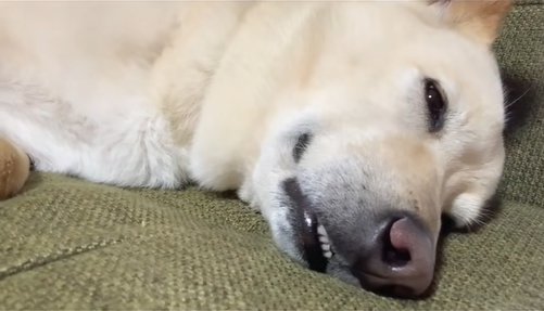 目を覚ました保護犬