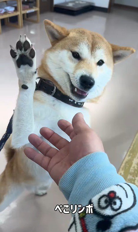 動物病院に来た3匹の柴犬4