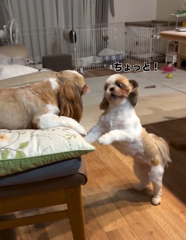 抗議するくるみちゃん