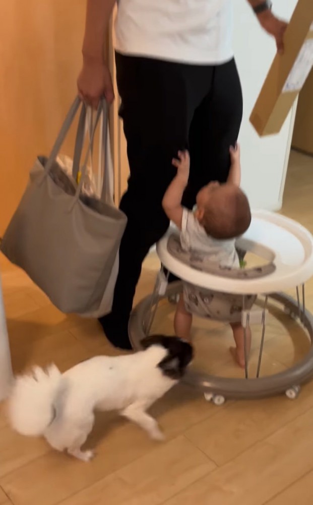 行ったり来たりする犬