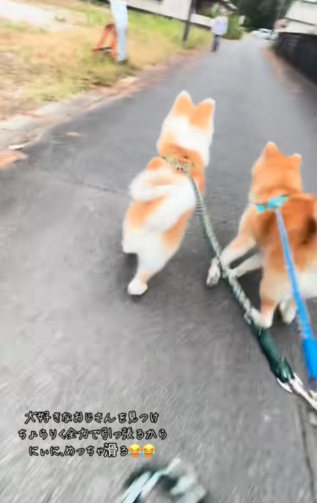 猛ダッシュする秋田犬