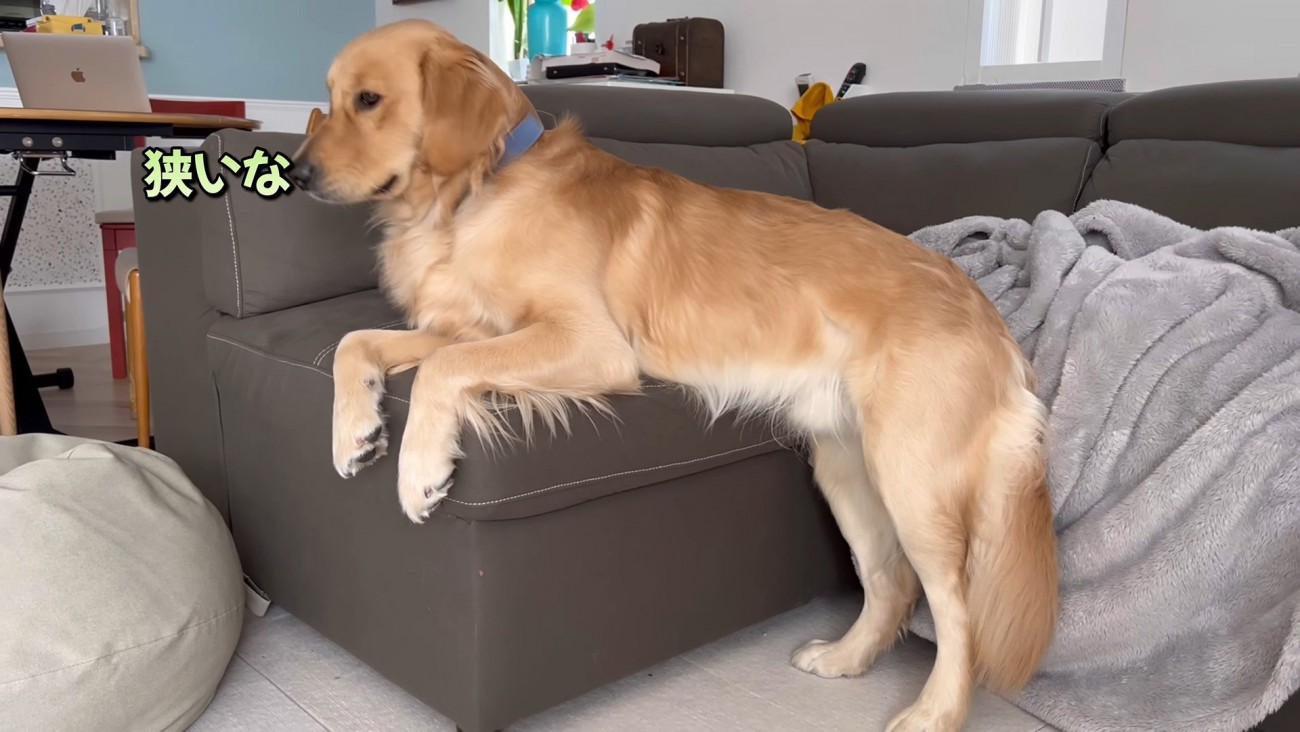 ベッドが羨ましいぷりんくん4