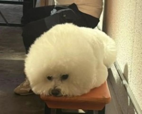 モフモフで可愛い♡