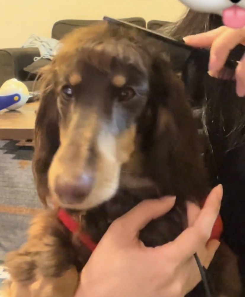 前を見つめる犬