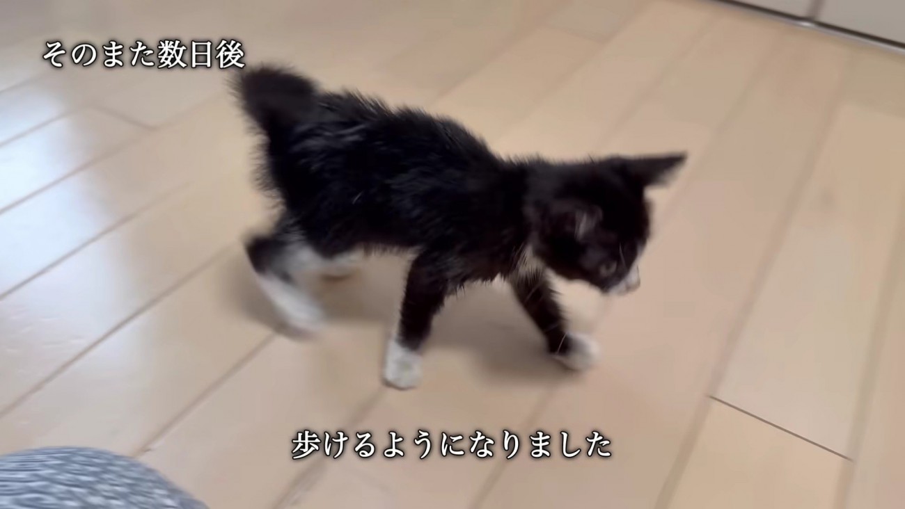 家族として迎えることに