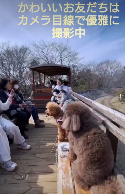 悠々と楽しむ小さな犬たち