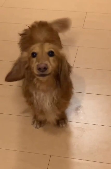 大きく吠えるしまちゃん