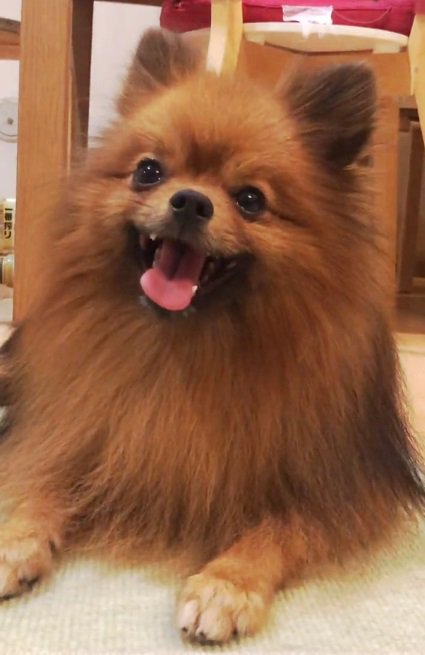 笑顔のトムくん