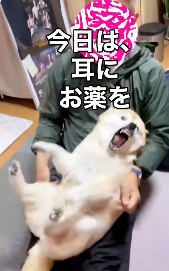 ガウガウするここちゃん