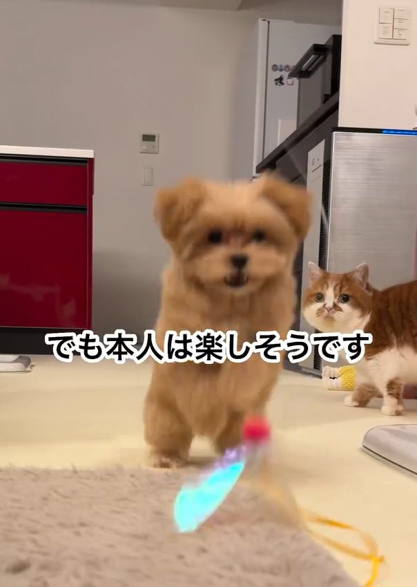 楽しそうなのえるちゃん