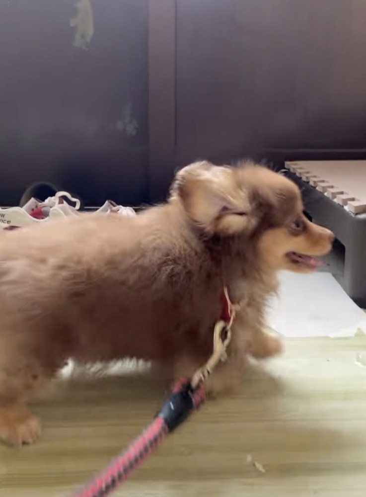 お散歩デビュー、待ちきれないね