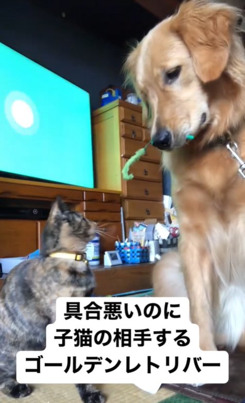 子猫と遊ぶ大型犬