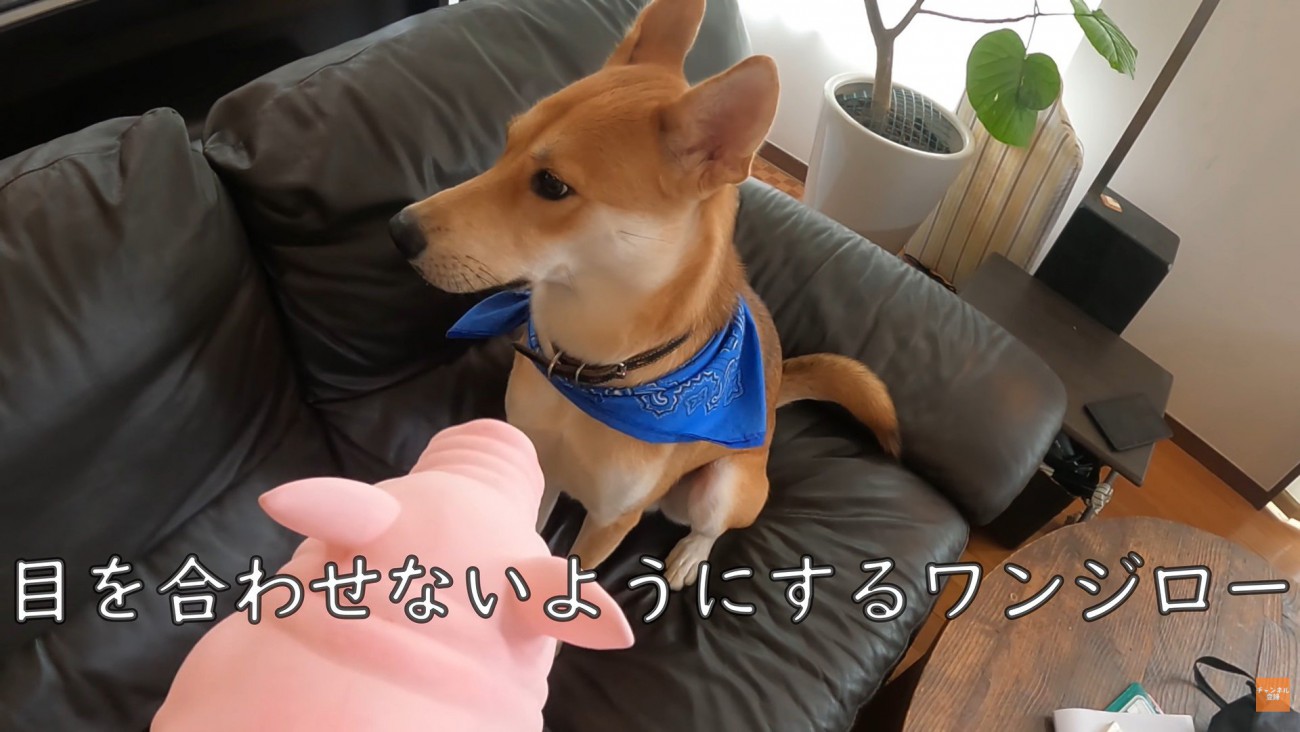 パック中のお母さんを見たワンジローくん3