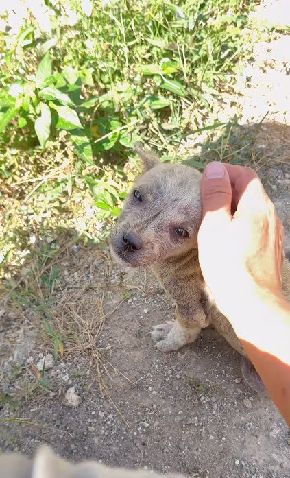 可愛い目でアイコンタクト